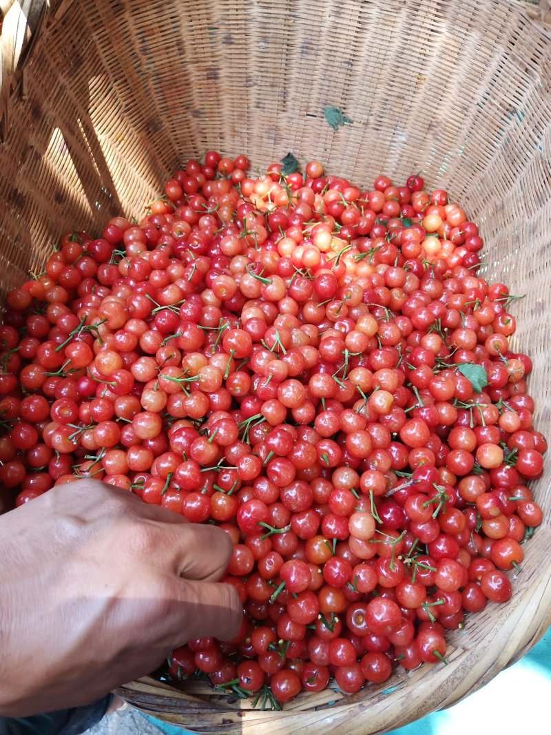 樱桃好吃树难栽，长出樱桃是金品。