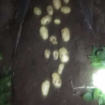 土豆大量上市颜色好个大