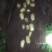 土豆大量上市颜色好个大