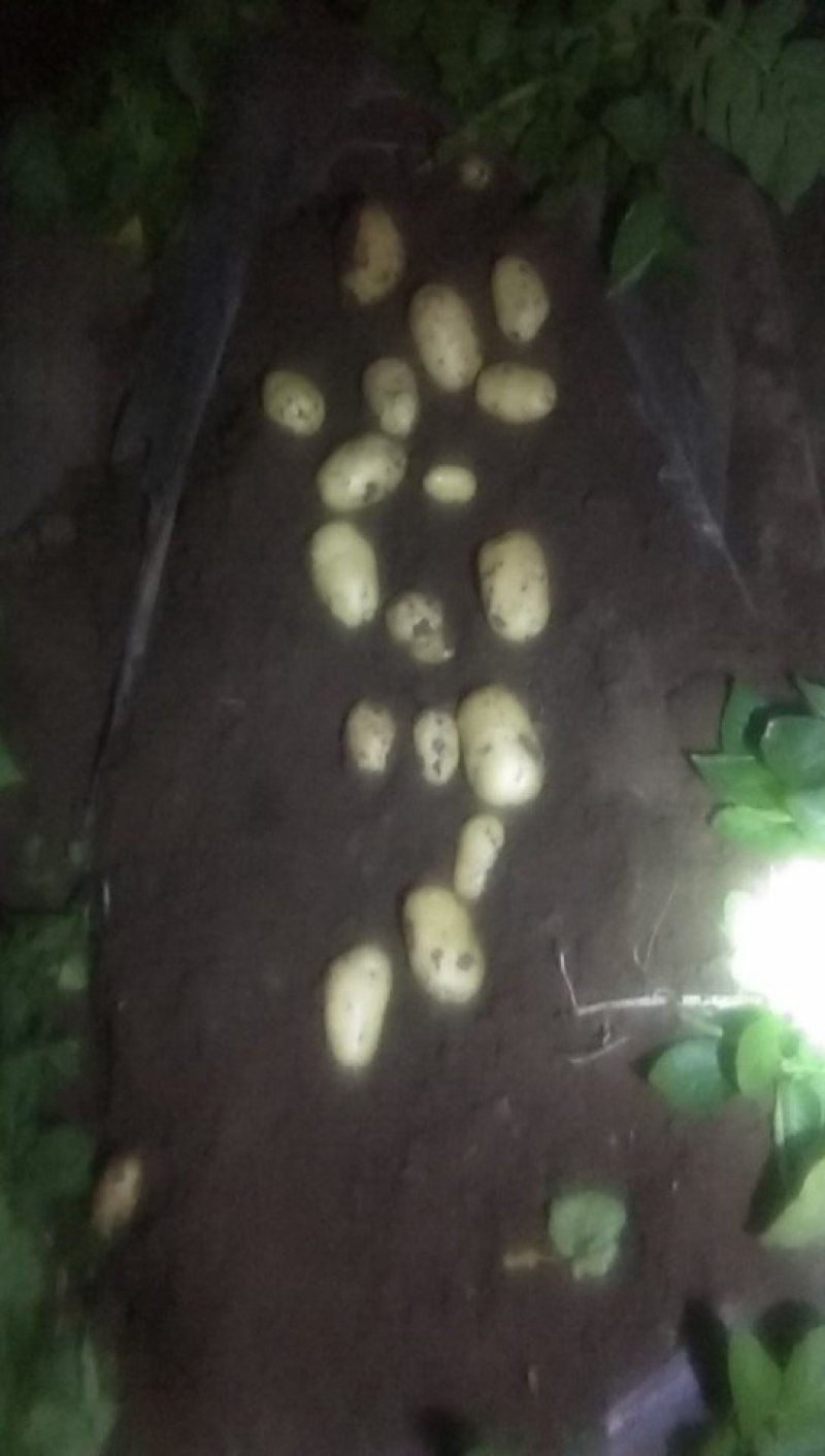 土豆大量上市颜色好个大