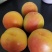 丰原红杏