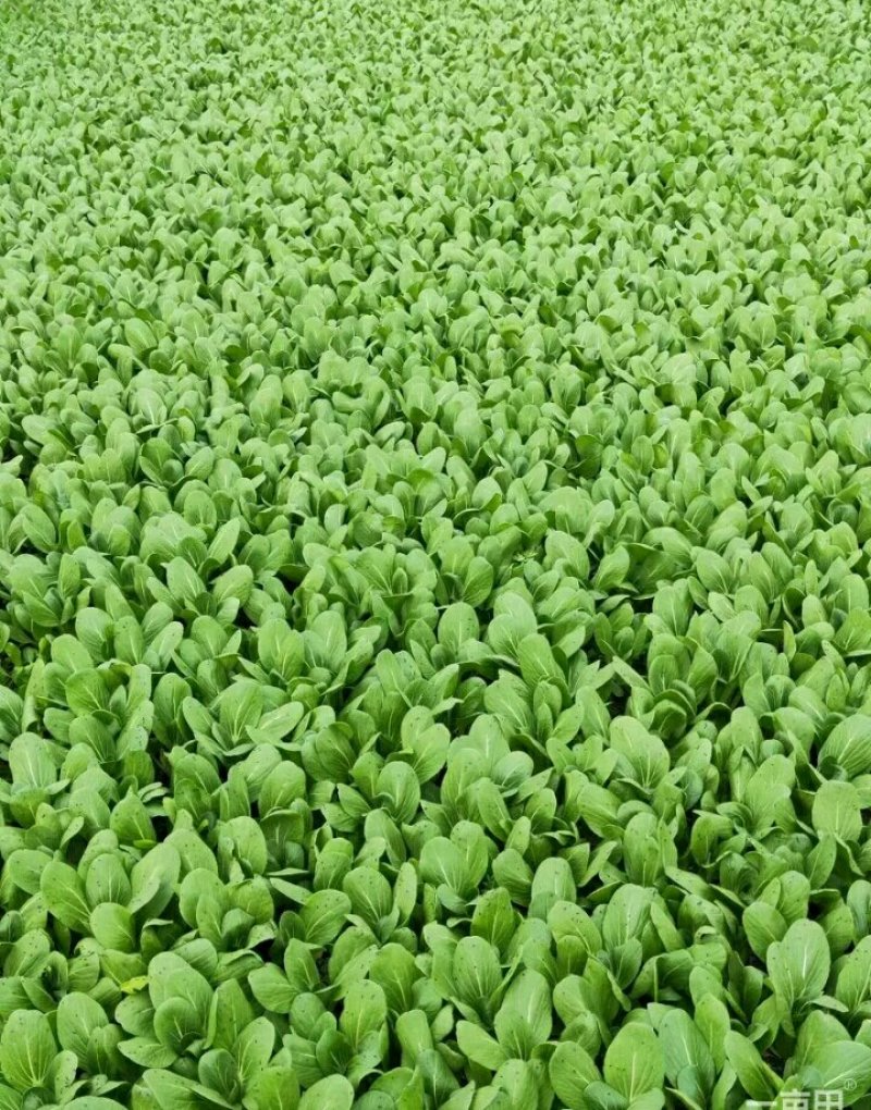 上海青，油麦菜
