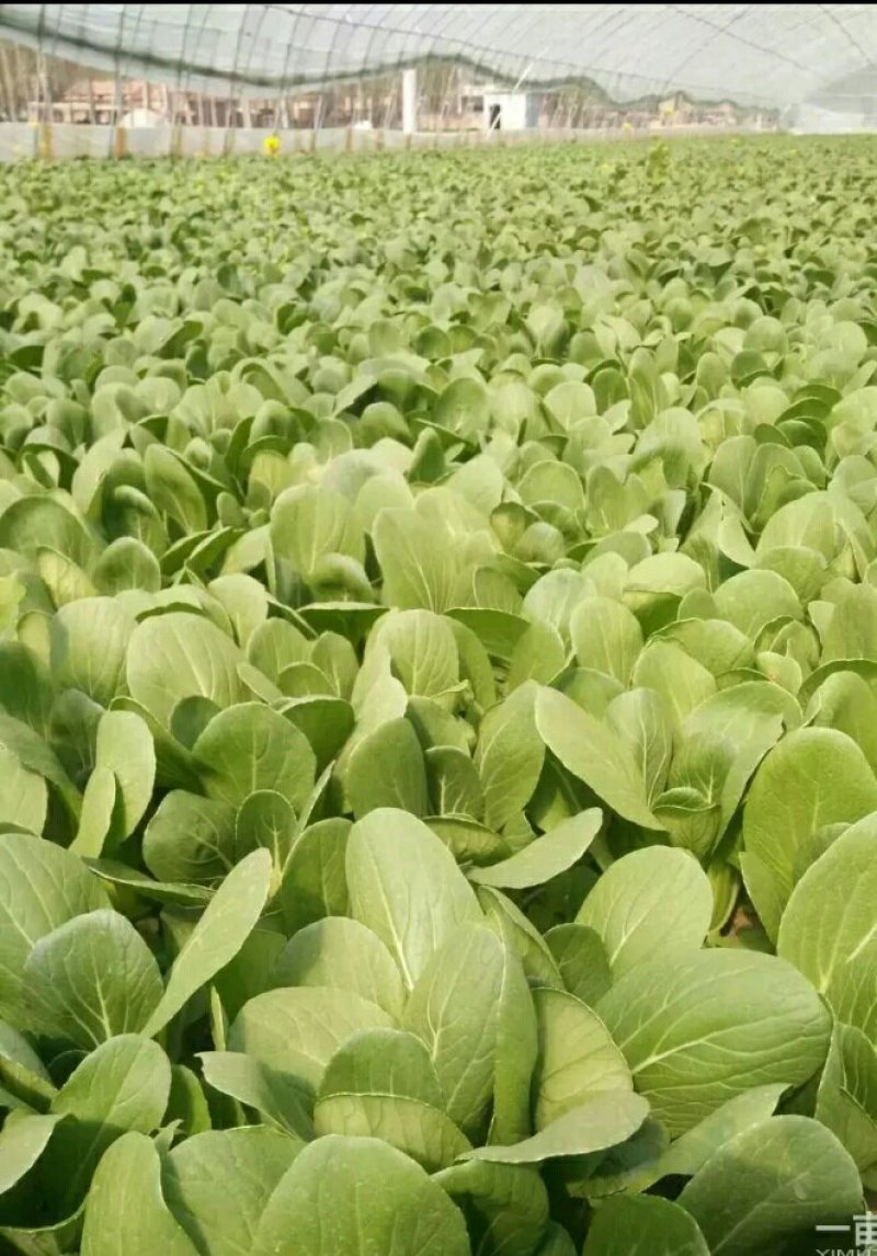 上海青，油麦菜