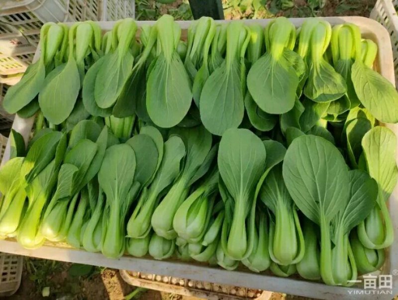 上海青，油麦菜