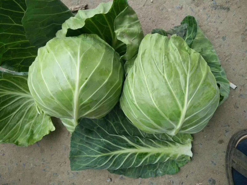 精品中甘甘蓝系列，一年四季，大量供应，物美价廉
