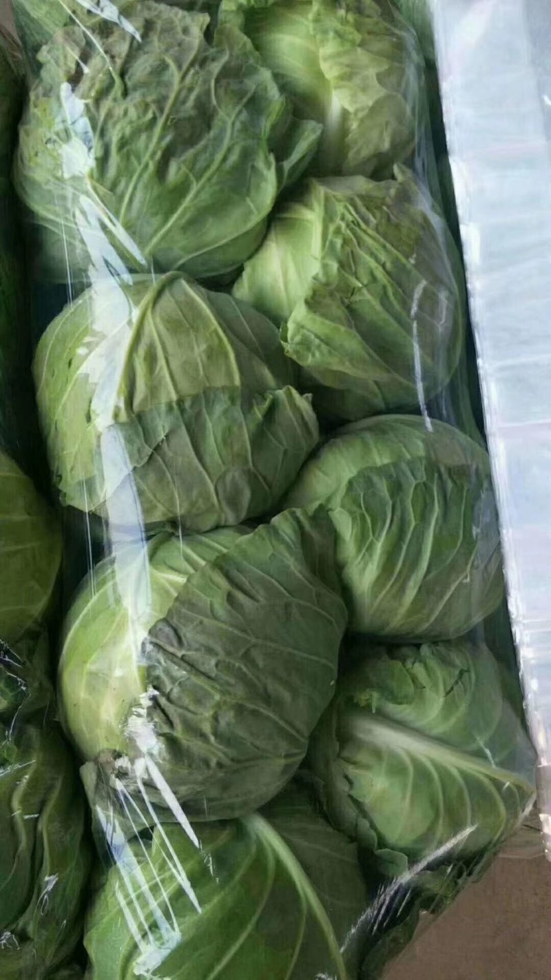 精品中甘甘蓝系列，一年四季，大量供应，物美价廉