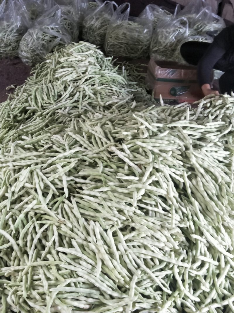 七粒白不老芸豆今天掉价了
