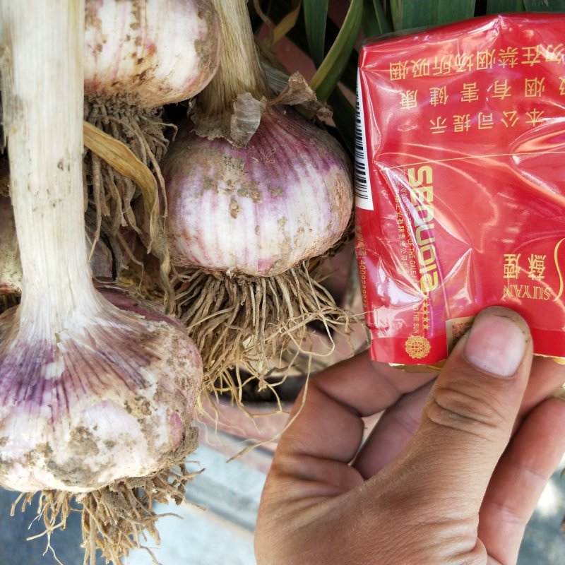 河南中牟紫皮蒜（把子蒜）产地直销商超直供，保质保量！