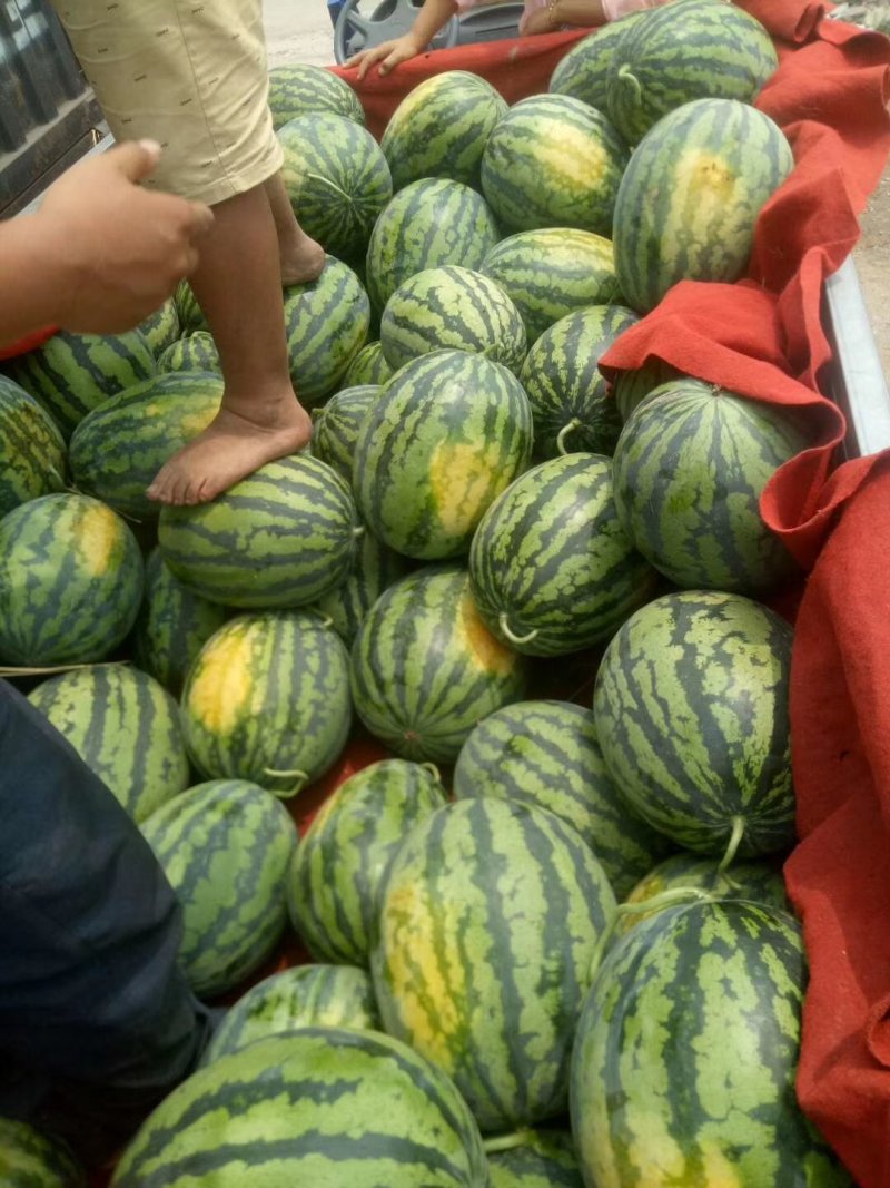甜王西瓜