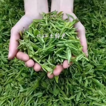 岳西玄月.高山绿茶茶