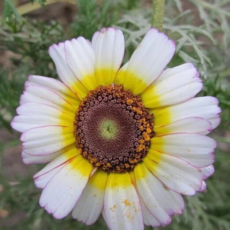 花环菊种子四季播易种易活花籽庭院花草包邮