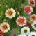 花环菊种子四季播易种易活花籽庭院花草包邮