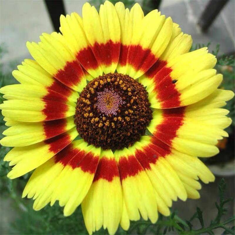 花环菊种子四季播易种易活花籽庭院花草包邮
