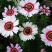 花环菊种子四季播易种易活花籽庭院花草包邮