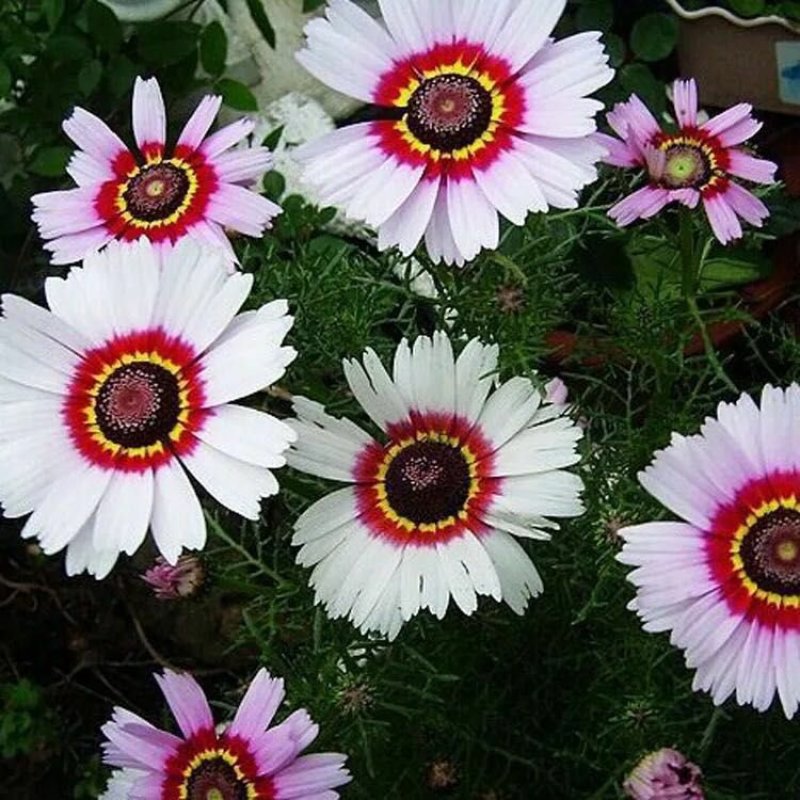 花环菊种子四季播易种易活花籽庭院花草包邮