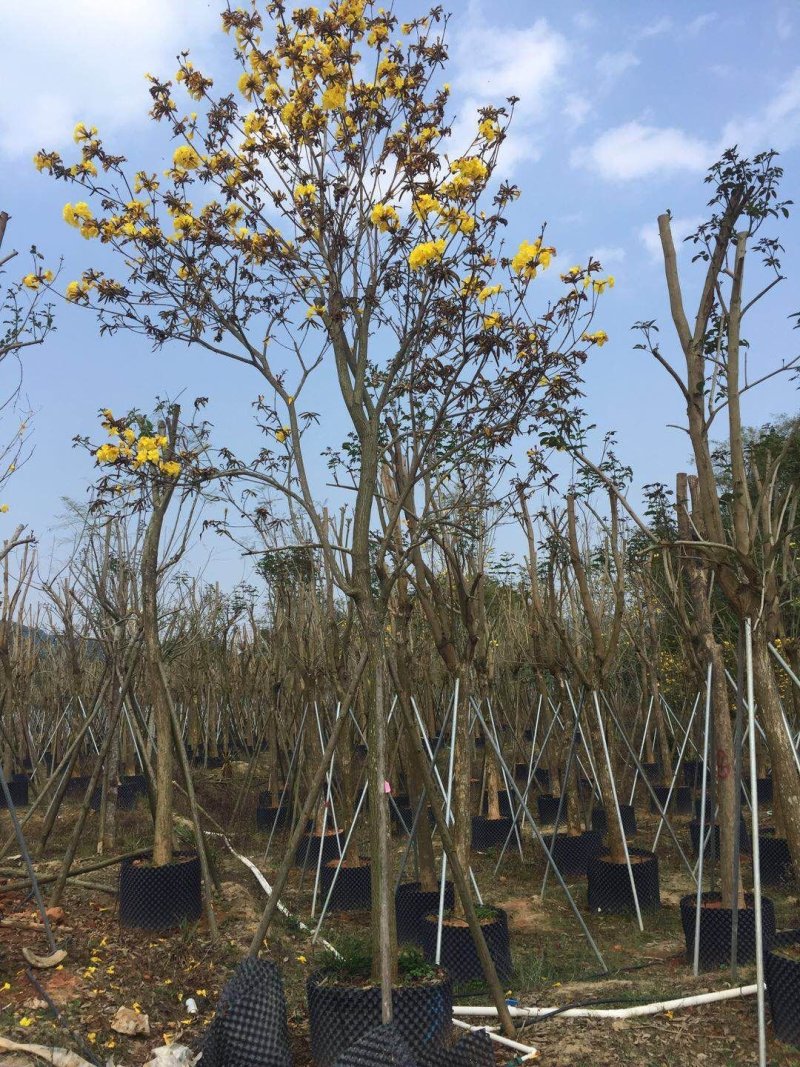 黄花风铃木（广东普宁黄花风铃木供应商）（黄花风铃木批发）