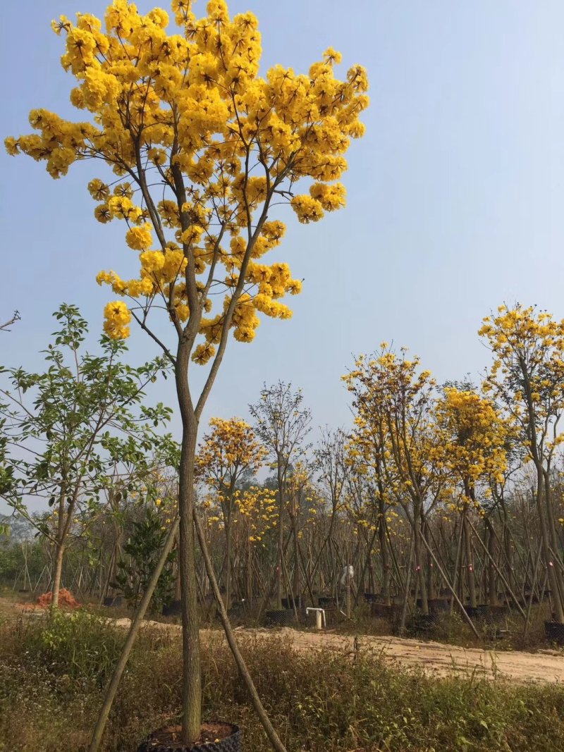 黄花风铃木（广东普宁黄花风铃木供应商）（黄花风铃木批发）