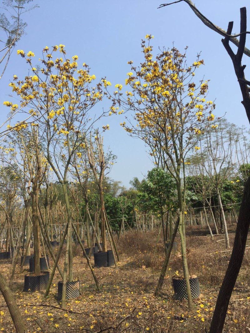 黄花风铃木（广东普宁黄花风铃木供应商）（黄花风铃木批发）