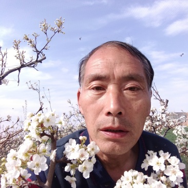 梨树