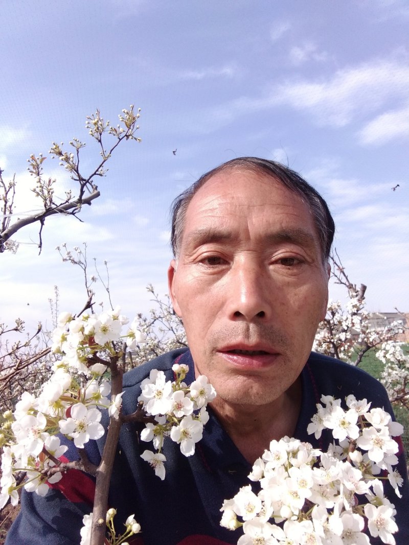 梨树