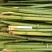 2.4米菜架竹45根/捆（包上车）