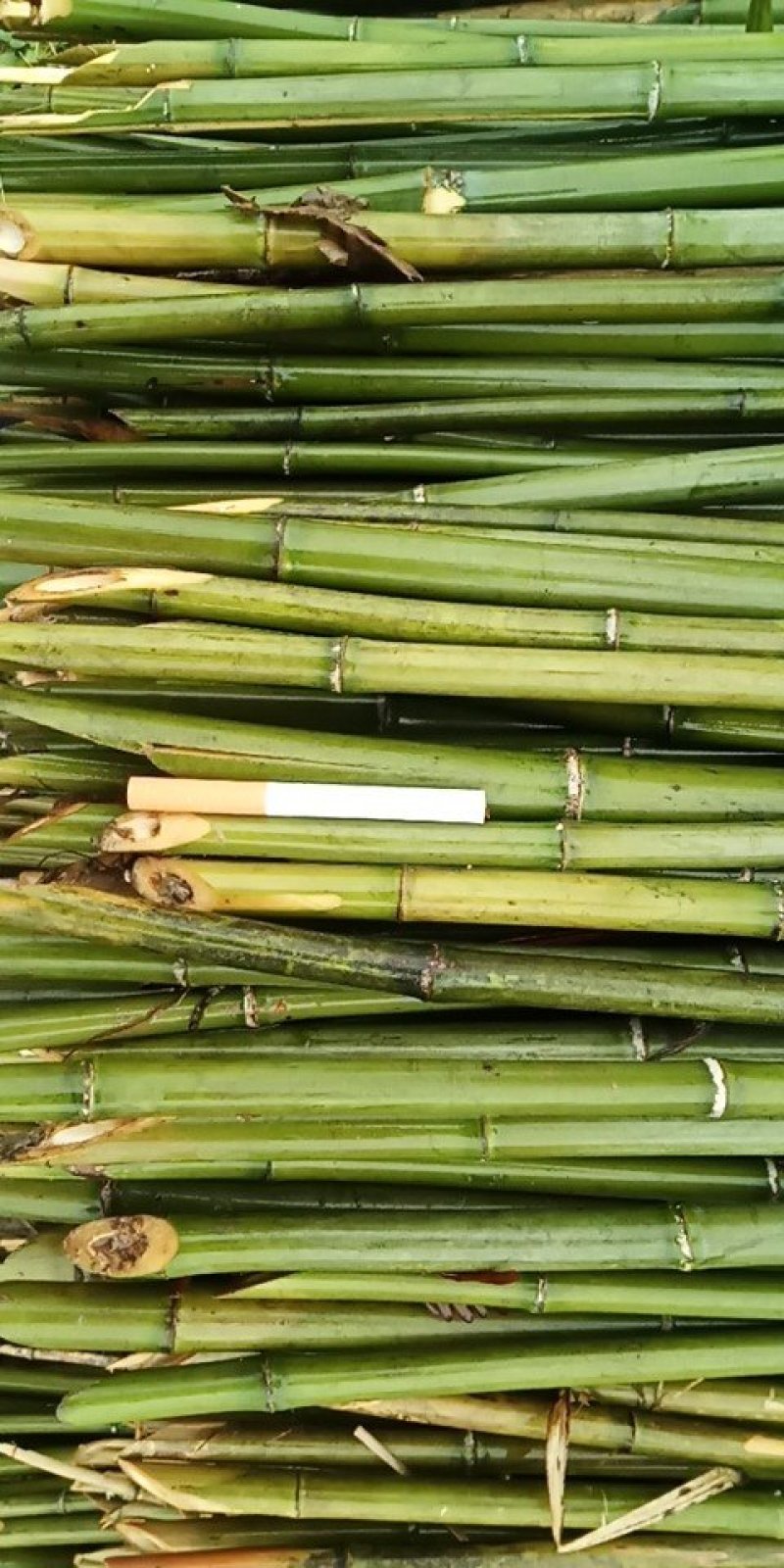 2.4米菜架竹45根/捆（包上车）