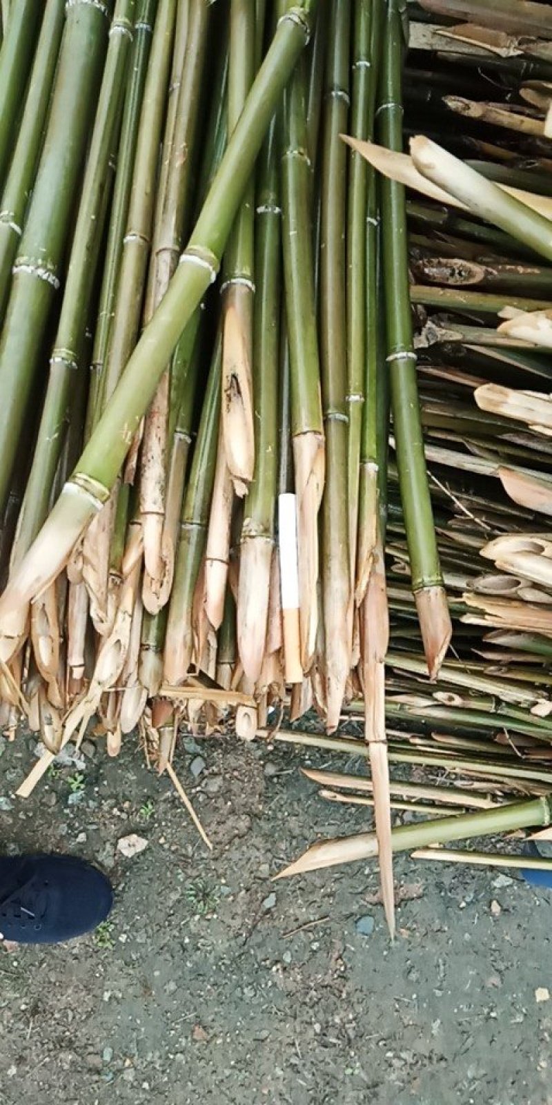 2.4米菜架竹45根/捆（包上车）