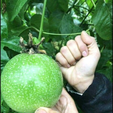紫香台农黄金果苗巨无霸高产种植当年结果