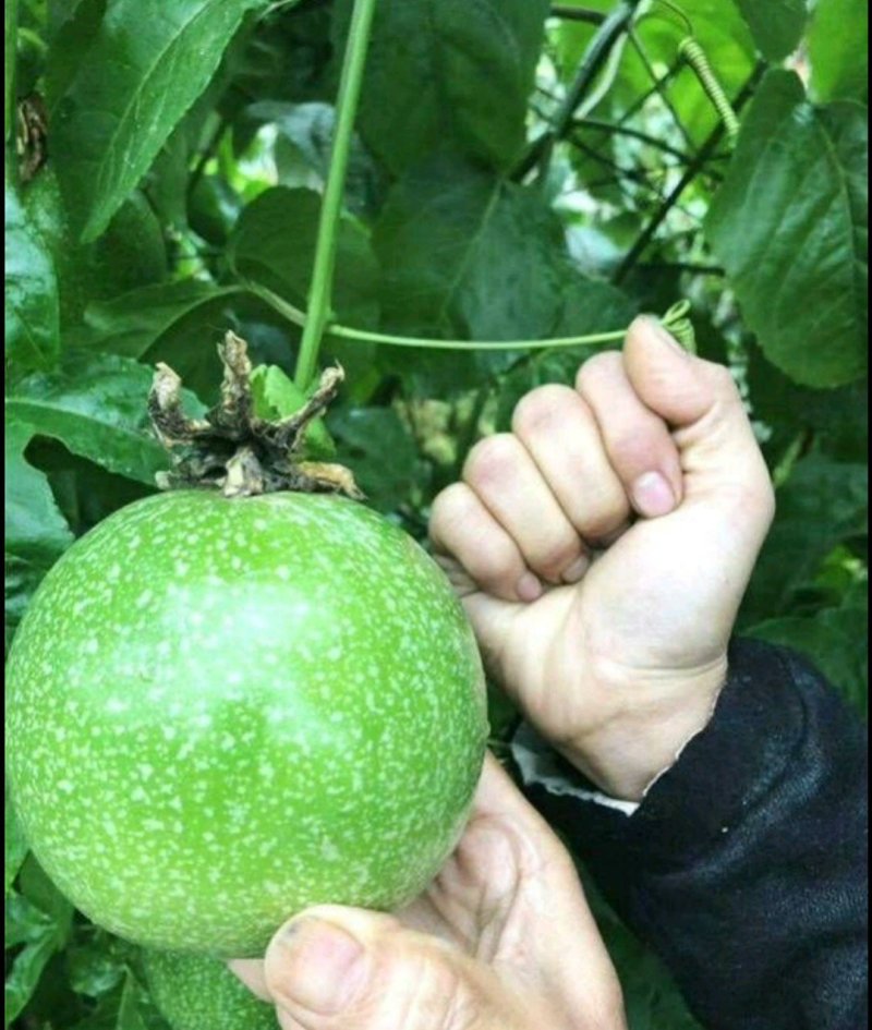紫香台农黄金果苗巨无霸高产种植当年结果