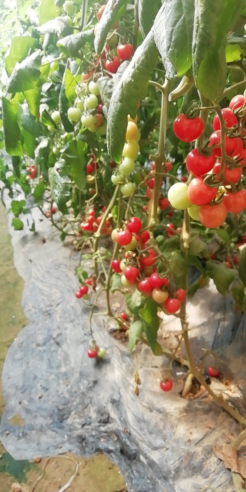 小番茄