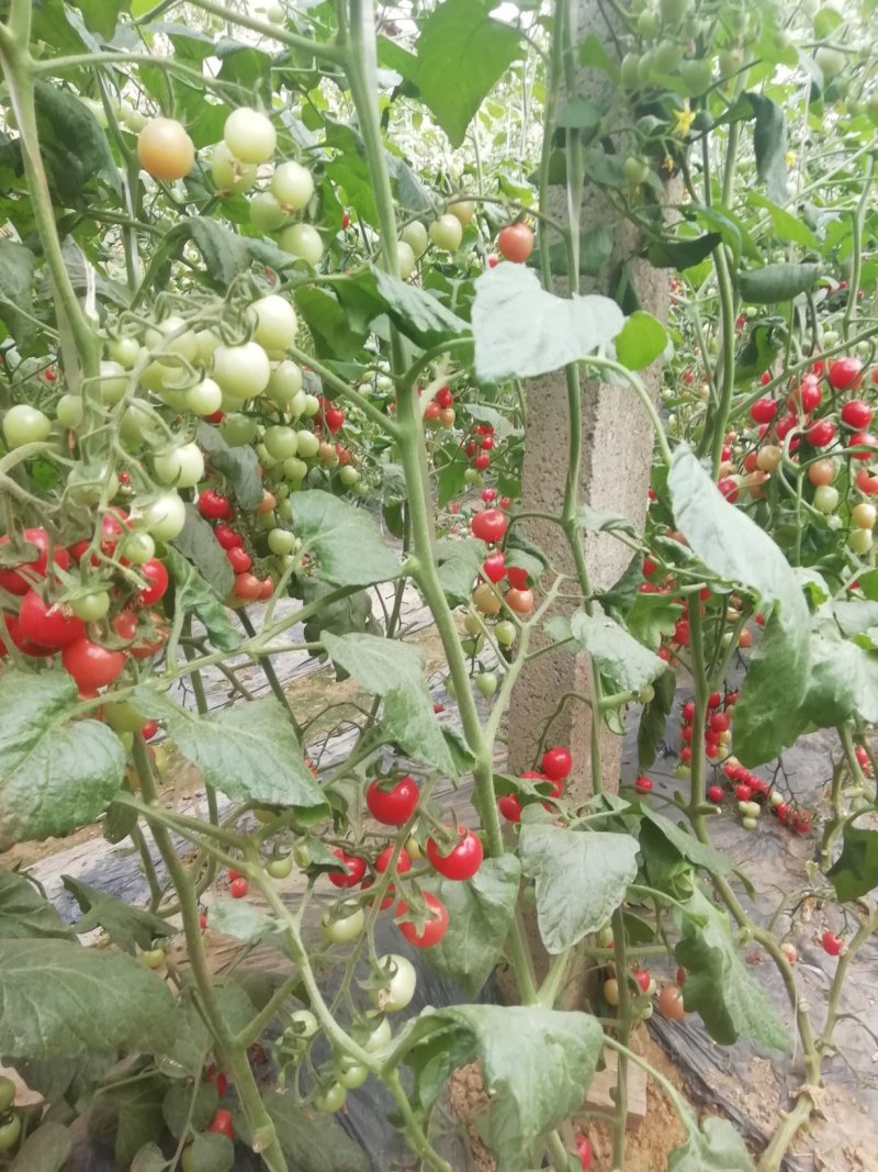 小番茄