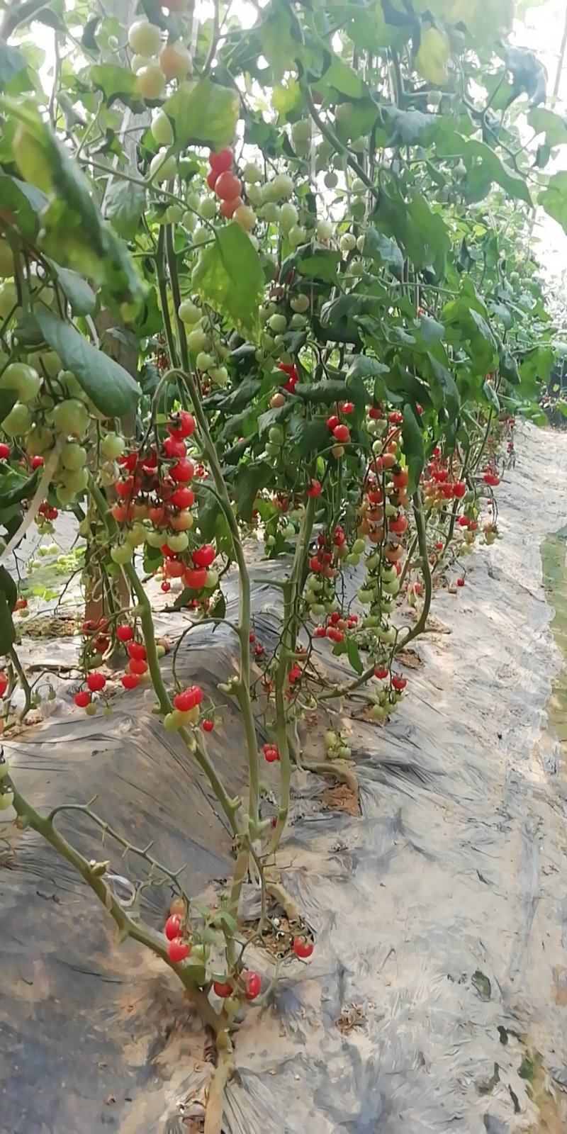 小番茄