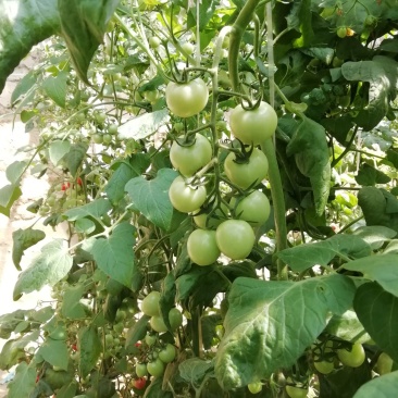小番茄