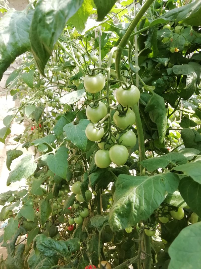 小番茄