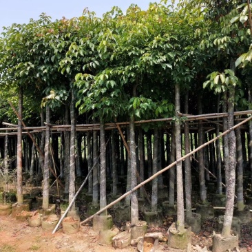秋枫（广东普宁秋枫树供应商）（广东普宁秋枫树批发商）