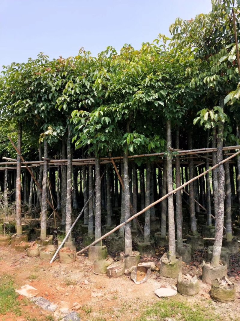 秋枫（广东普宁秋枫树供应商）（广东普宁秋枫树批发商）