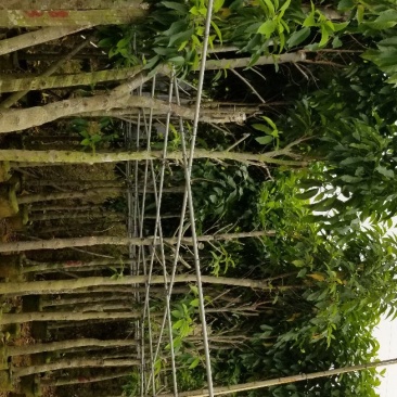 白玉兰(广东普宁白玉兰供应商)(广东普宁白玉兰批发商)