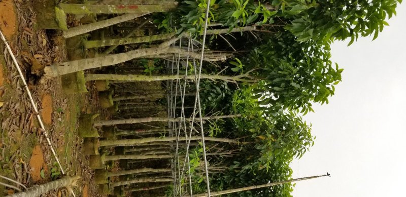 白玉兰（广东普宁白玉兰供应商）（广东普宁白玉兰批发商）