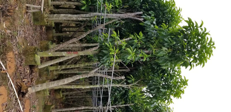 白玉兰（广东普宁白玉兰供应商）（广东普宁白玉兰批发商）
