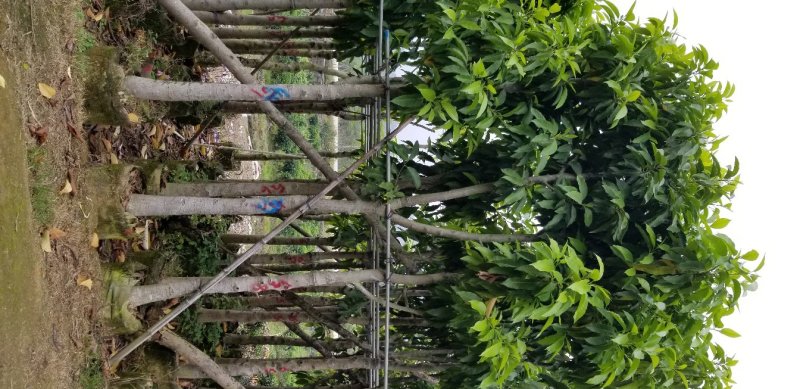 白玉兰（广东普宁白玉兰供应商）（广东普宁白玉兰批发商）
