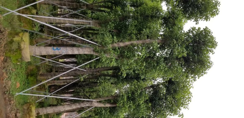 香樟树（广东普宁香樟树供应商）（广东普宁香樟树批发商）