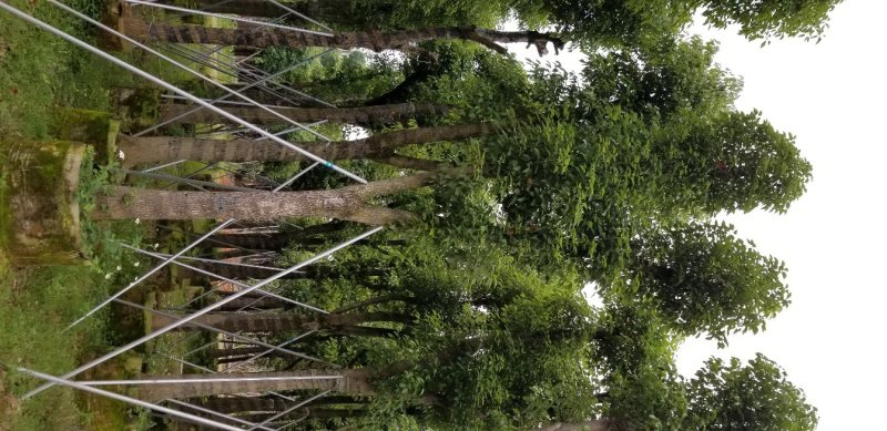 香樟树（广东普宁香樟树供应商）（广东普宁香樟树批发商）