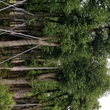 香樟树(广东普宁香樟树供应商)(广东普宁香樟树批发商)