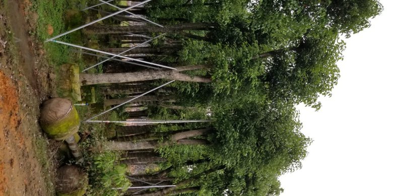 香樟树（广东普宁香樟树供应商）（广东普宁香樟树批发商）