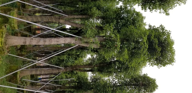 香樟树（广东普宁香樟树供应商）（广东普宁香樟树批发商）