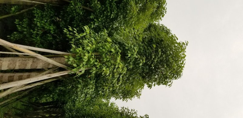 香樟树（广东普宁香樟树供应商）（广东普宁香樟批发商）