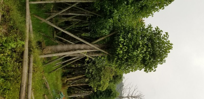香樟树（广东普宁香樟树供应商）（广东普宁香樟批发商）