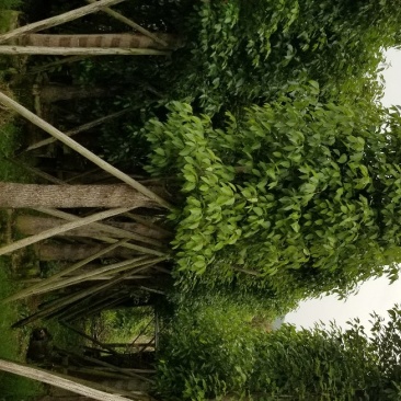 香樟树(广东普宁香樟树供应商)(广东普宁香樟批发商)