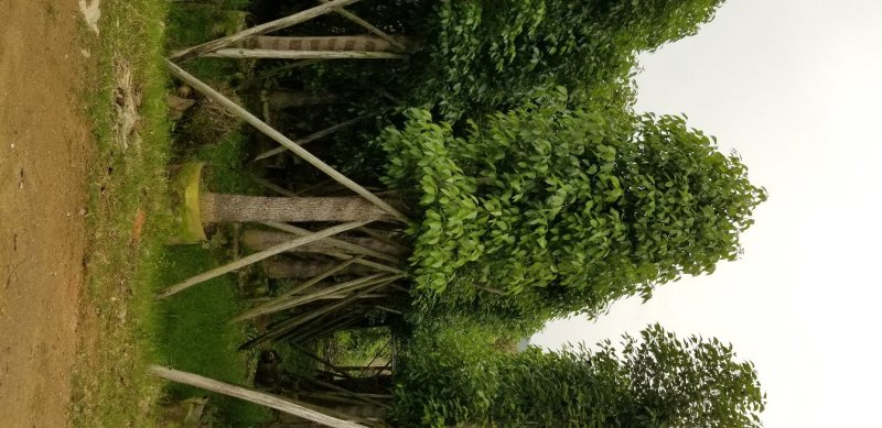 香樟树（广东普宁香樟树供应商）（广东普宁香樟批发商）