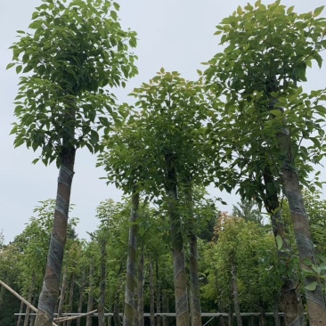 香樟树(广东普宁香樟树供应商)(广东普宁香樟树批发商)